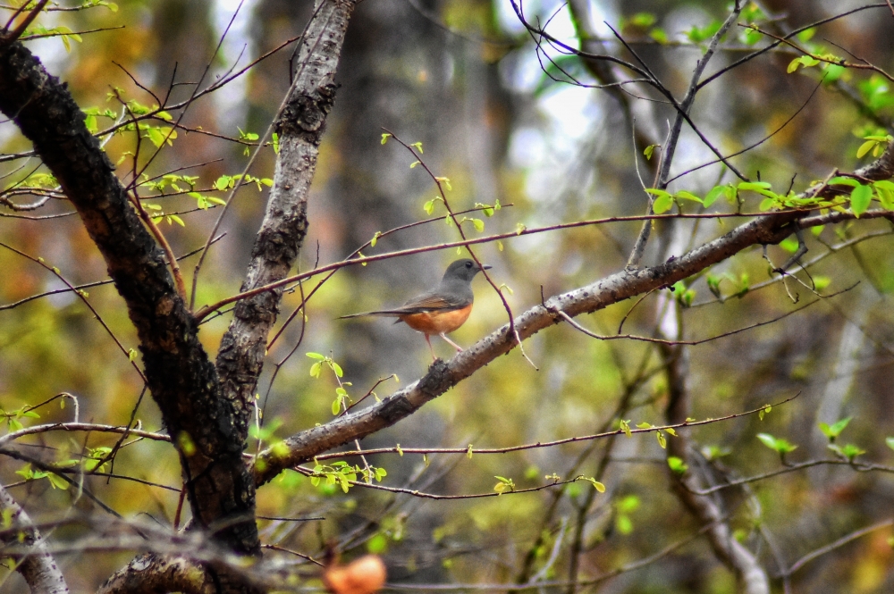 Birds, #birds #wildlife, #nature#landscape #ebeauty #wallpaper #background #picture #bastar, 