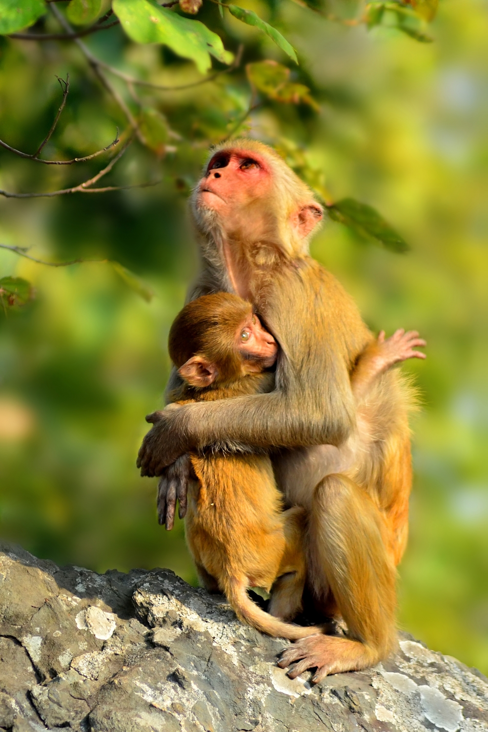 My life, My child, #Monkey #wildlife #nature, child with a monkey 
