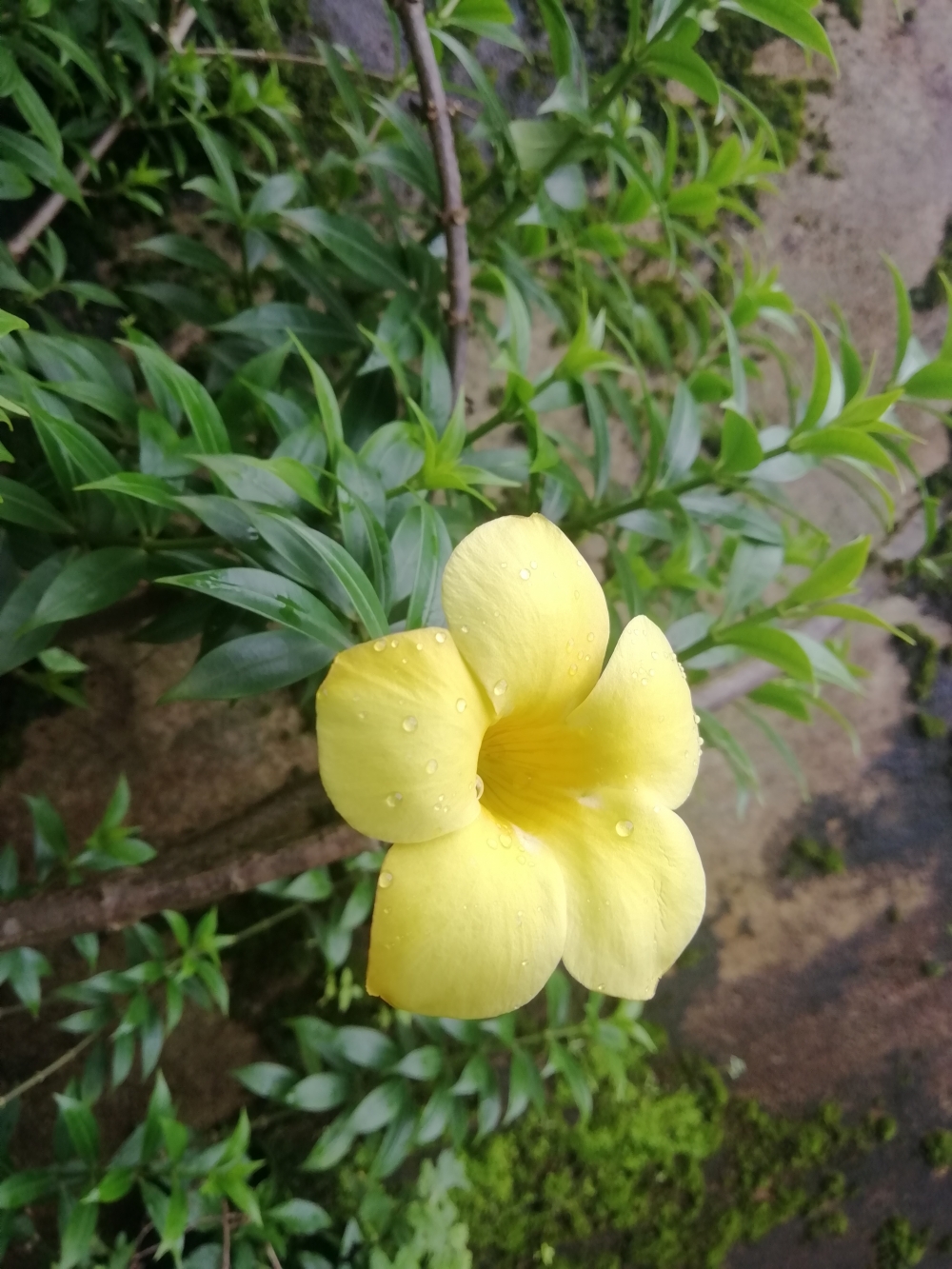 Yellow flower , Flower, yellow, nature, green, leaves, petals