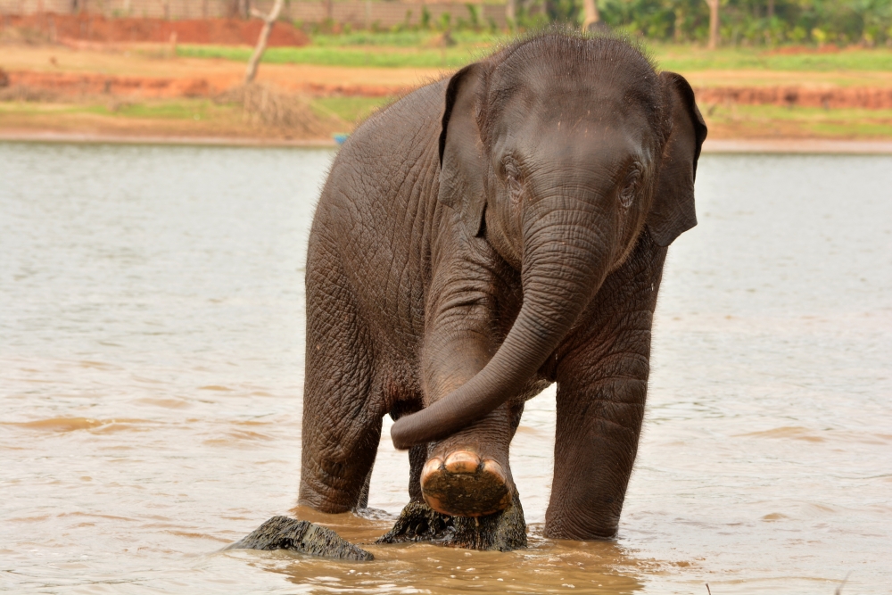 calf after bath, cute and naughty