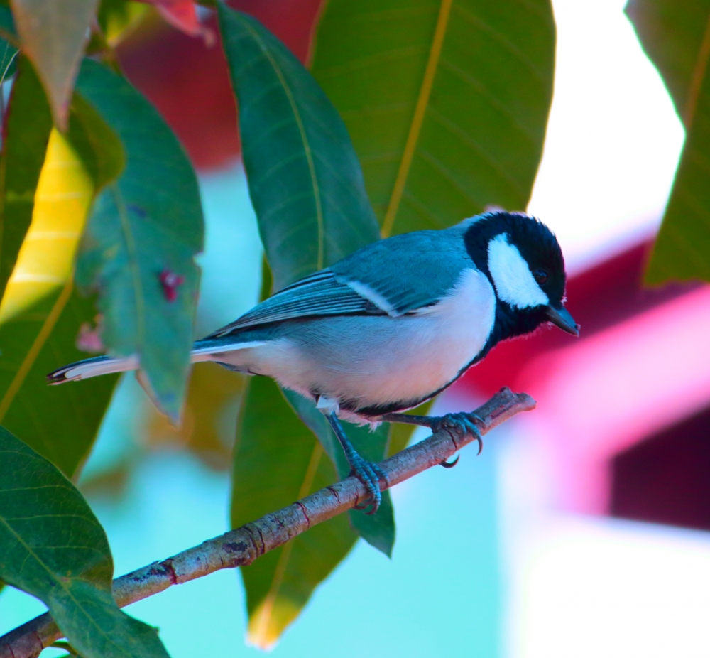 SMALL BIRD, BIRD,SMALL,SPARROW,BLACK,WHITE,TREE,LEAF