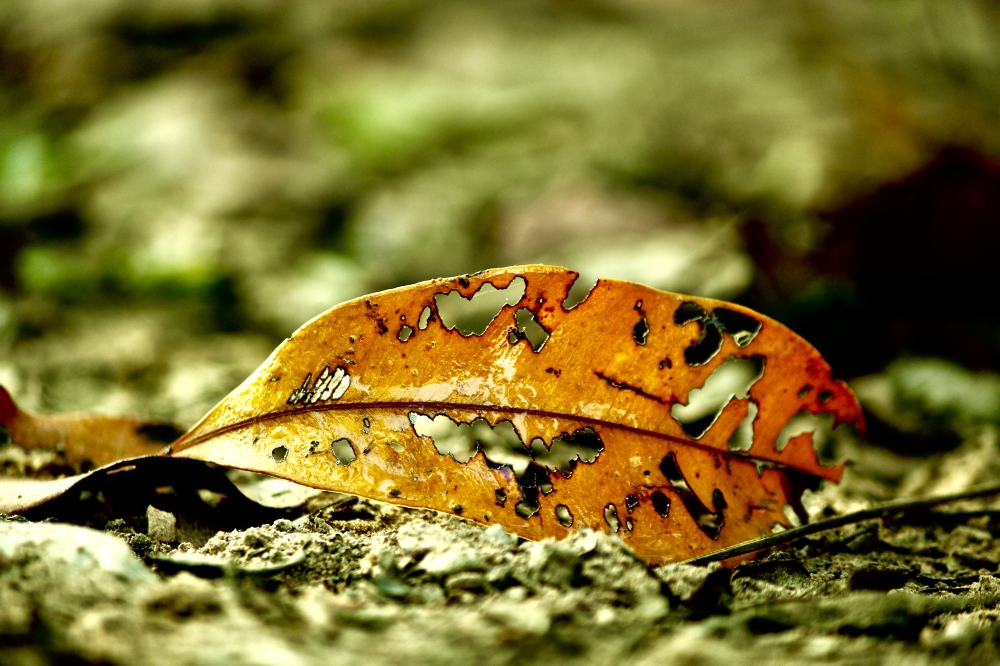 autumn season, #nature #photography #love #instagood #photooftheday #travel #sky #beautiful #art #naturephotography #like #landscape #sunset #photo #picoftheday #instagram #sun #beach #life #winter #sea #fun #cute #clouds #happy #naturelovers #summer #bhfyp, #nature #wallpaper #HD #stock #landscapes# stone#reflection#wild #forest #nationalpark, 