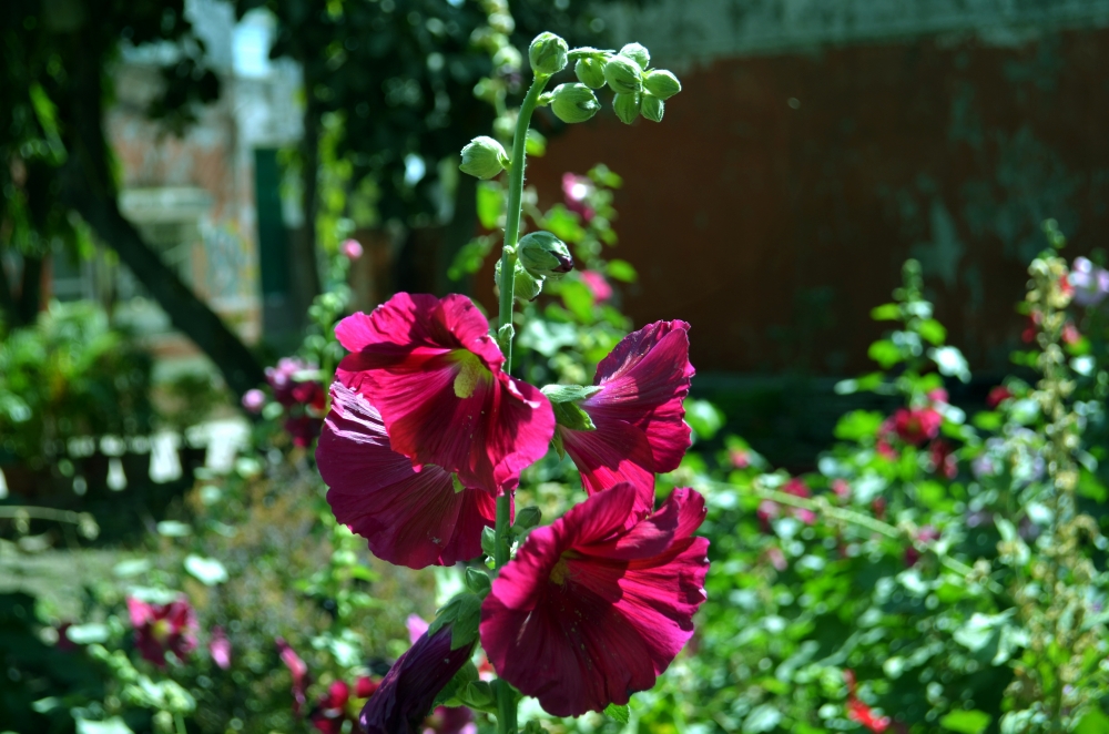 flower, Flowers, 