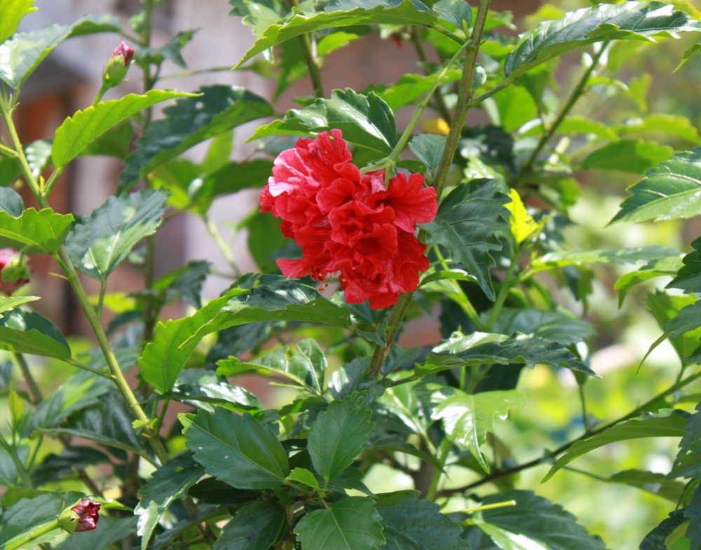 Hibiscus, Unusual