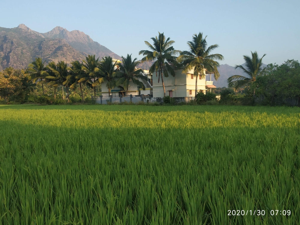 Green Land, Green Land, Green Field, 