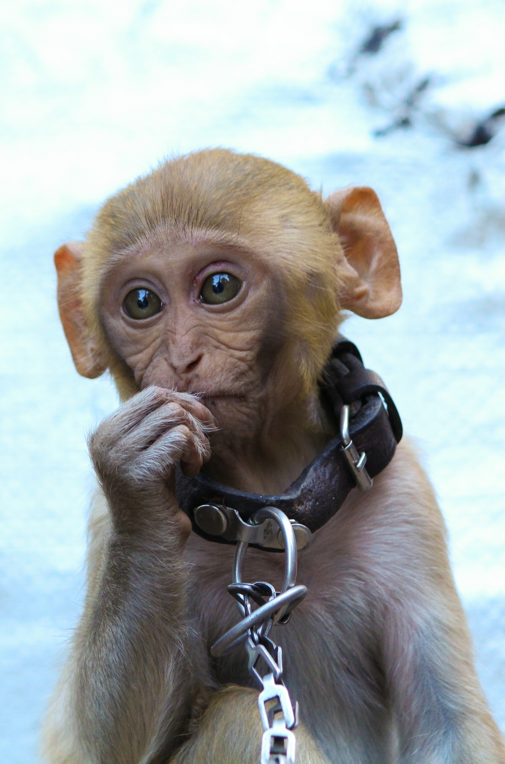 Monkey, #Monkey #wildlife #nature, 