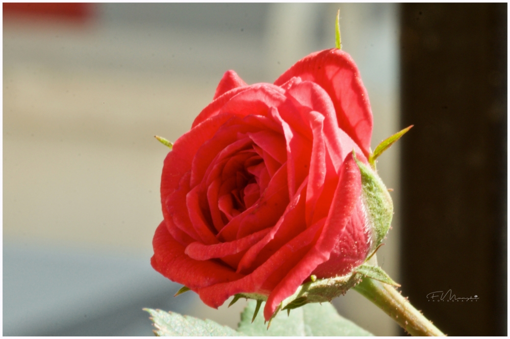 Symbol of Love & Passion, #rose, #love, #D7000