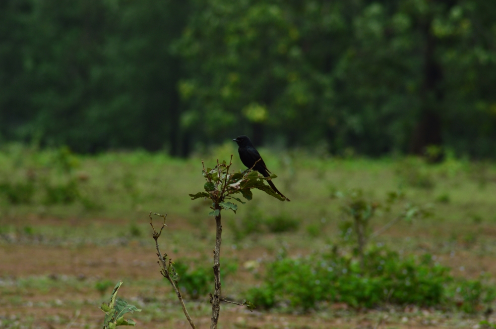Black drengo, #birds #wildlife #blackdrengo