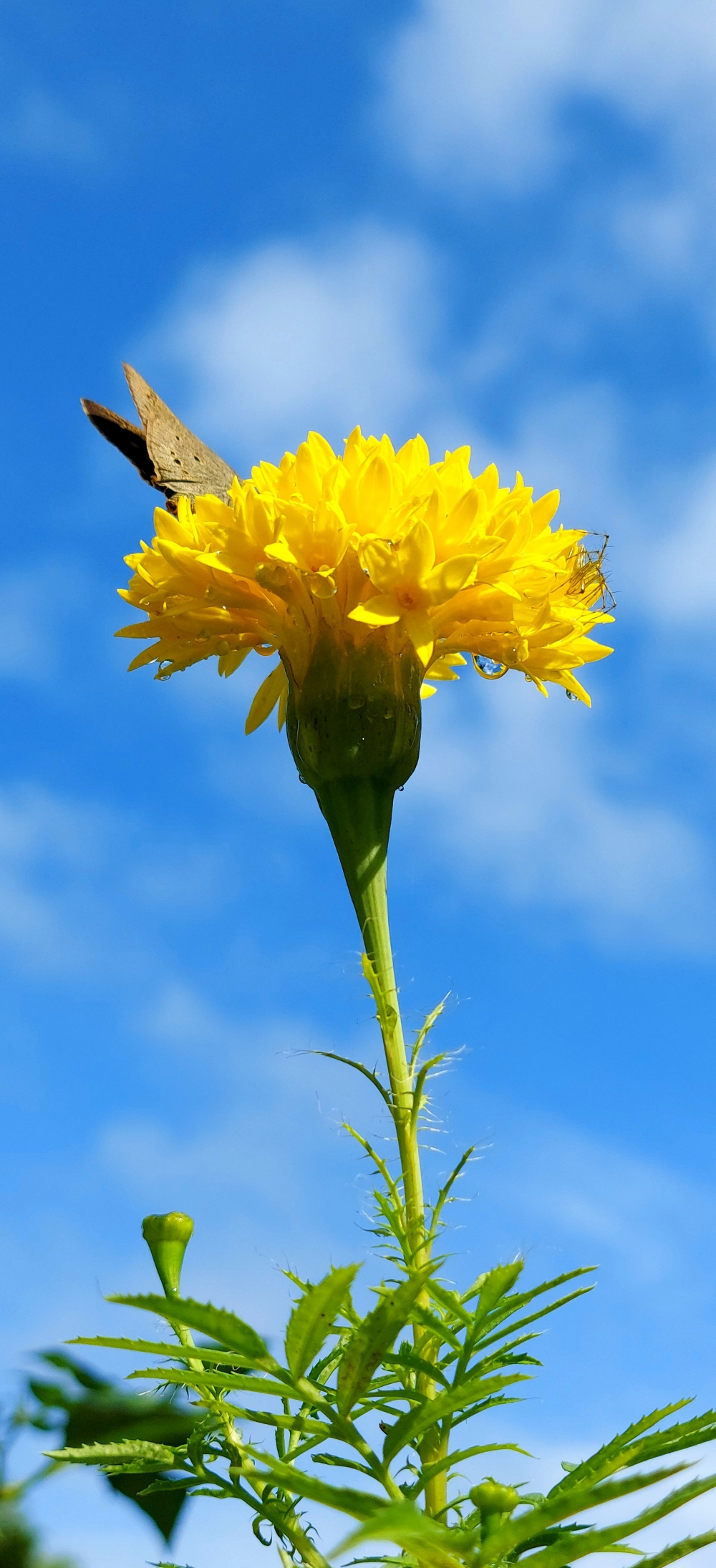 Butterfly in the flower , Butterfly,fullHD,background, flower,jamanthi,venthi,benthi,