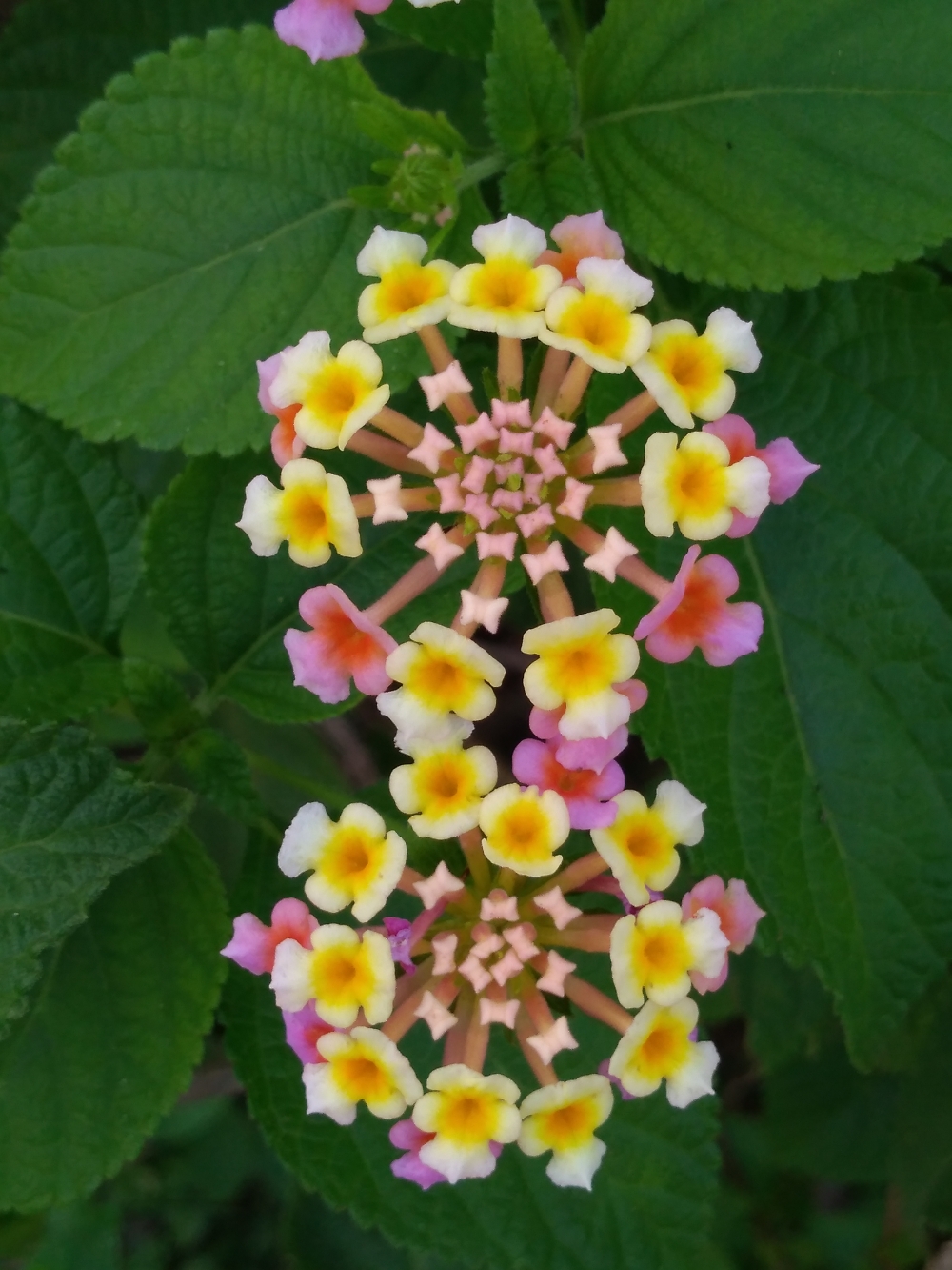 flowers, flowers/jungle