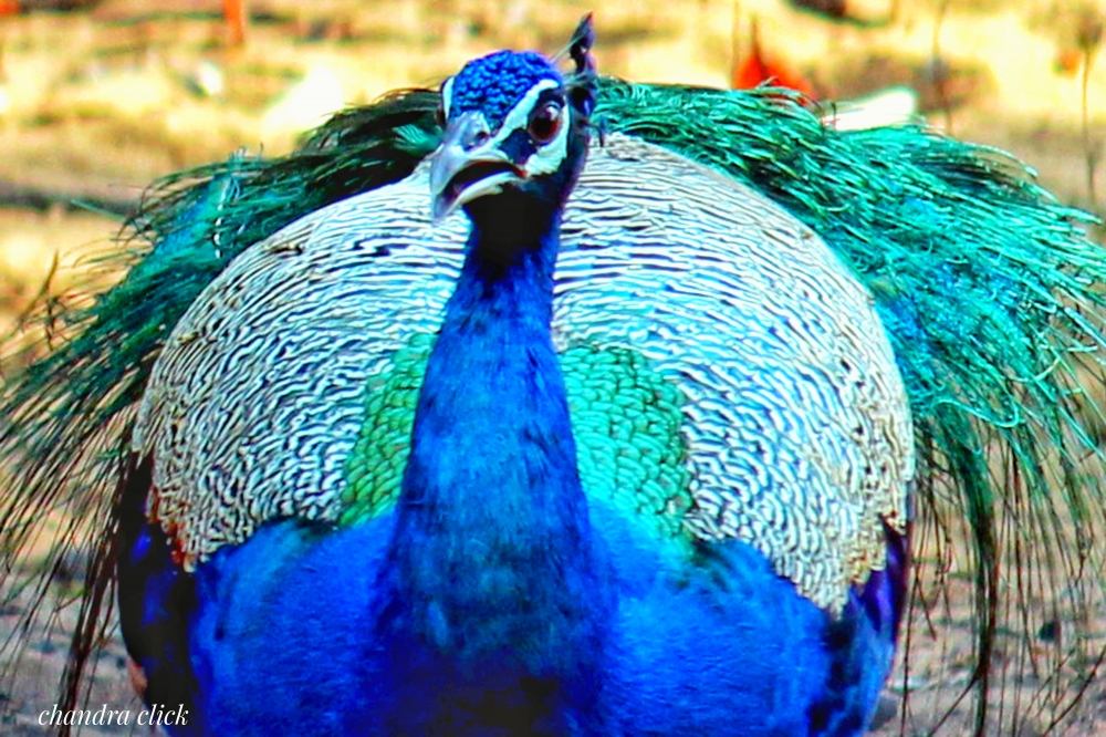 National bird, Peacock is a so beautiful bird in national bird