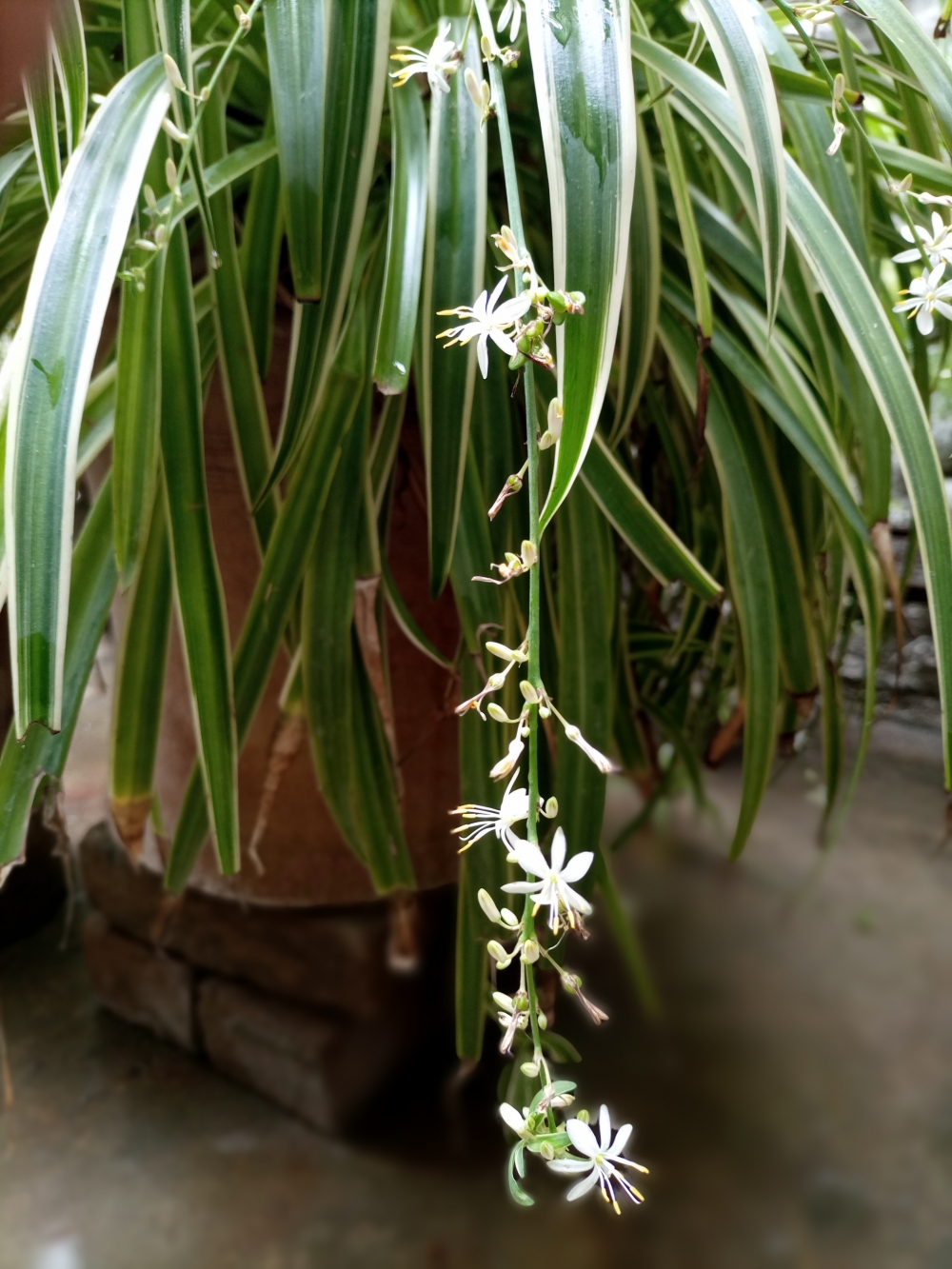 spider plant , spider plant flower, antheridium, popular indoor plant, spider plant bloom 