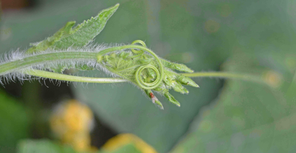 bug in the leaf, #Nature,landscape,photography,shutterbug