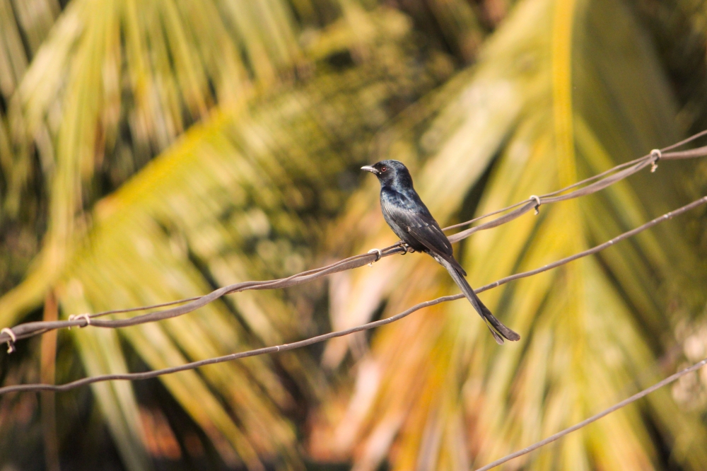 Black Drongo Bird, Photography, Nature, natural, DSLR, Bird, birds, fauna, India, Assam, Awesome Assam, Guwahati