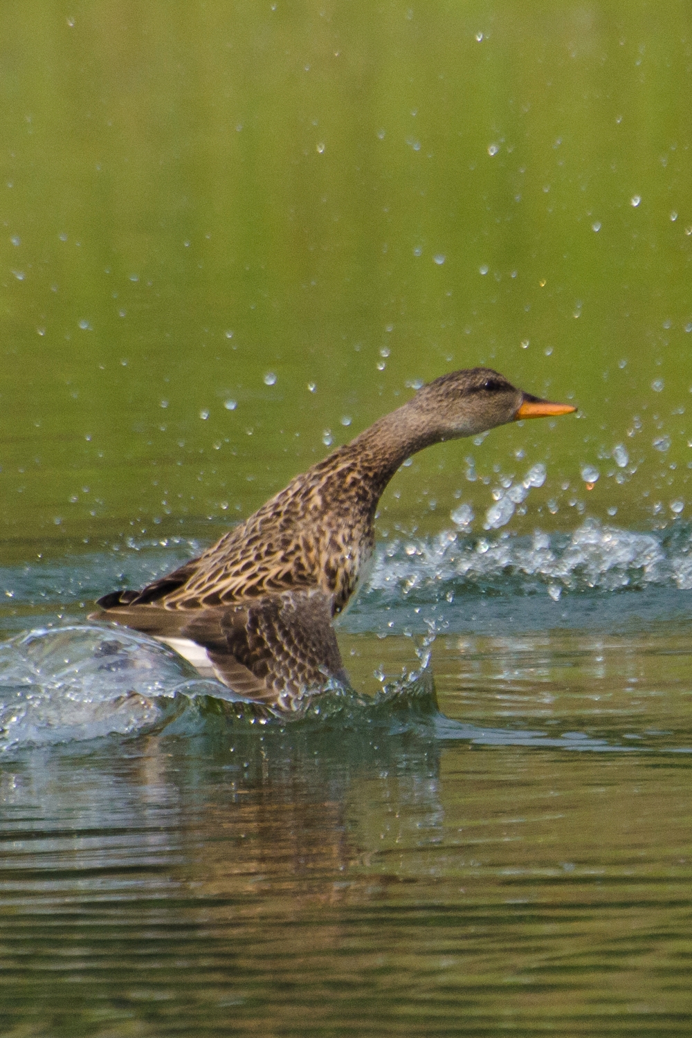 Come from the Depth , Bird, swimming, river, West Bengal, 