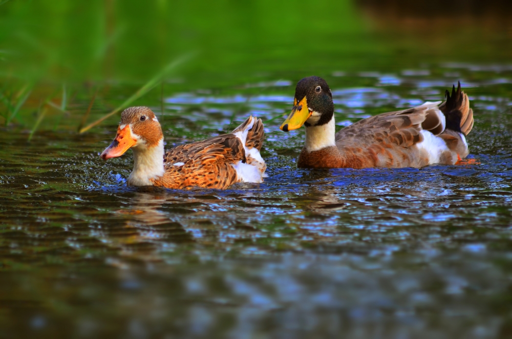 Witith You, #wildlife #bird, 