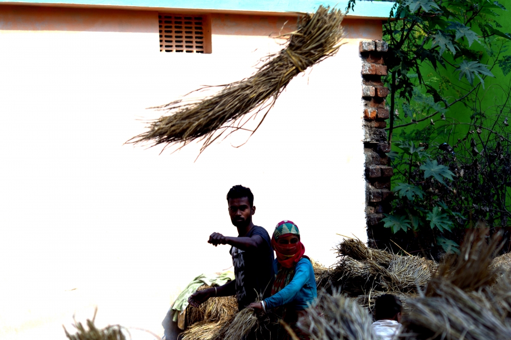in the air, #food#people#paddy#agriculture