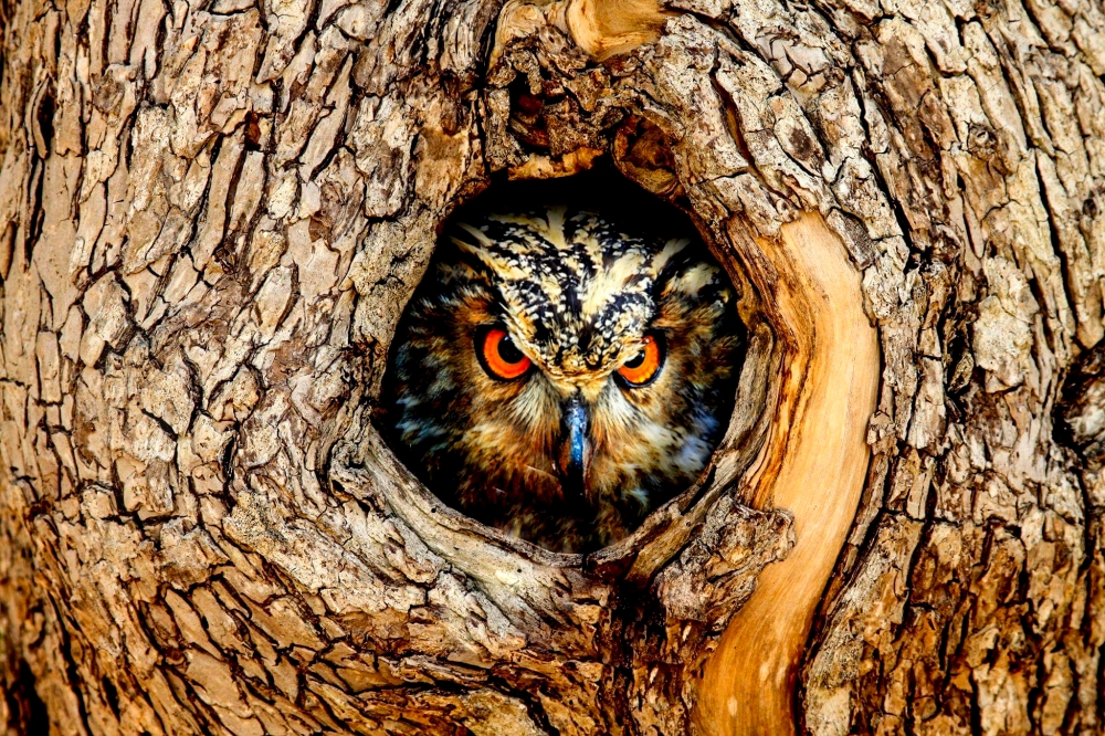 owl on a tree, #birds #wildlife