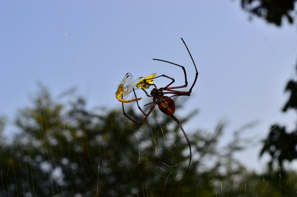 Spider nd dragonfly, #wildlife, 