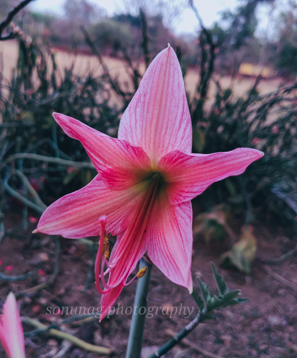 Striped Barbados lily Plant, Flower