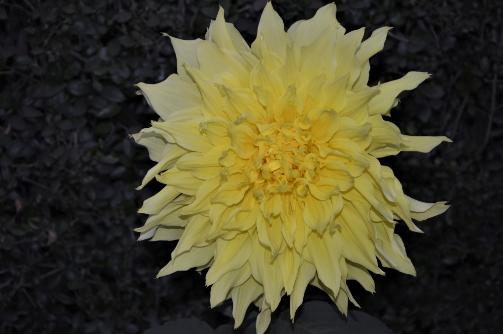 DAHLIA, COLORFUL  FLOWER OF WINTER, Dahlia flower, Flower, Leaf & Petal, lot of petals, PETAL, PINK COLOR,NATURE, BEAUTY, WINTER SEASON, WALLPAPER,  pink color, 