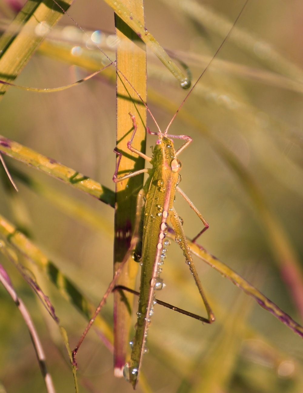 grasshopper, grasshopper nature wildlife, 