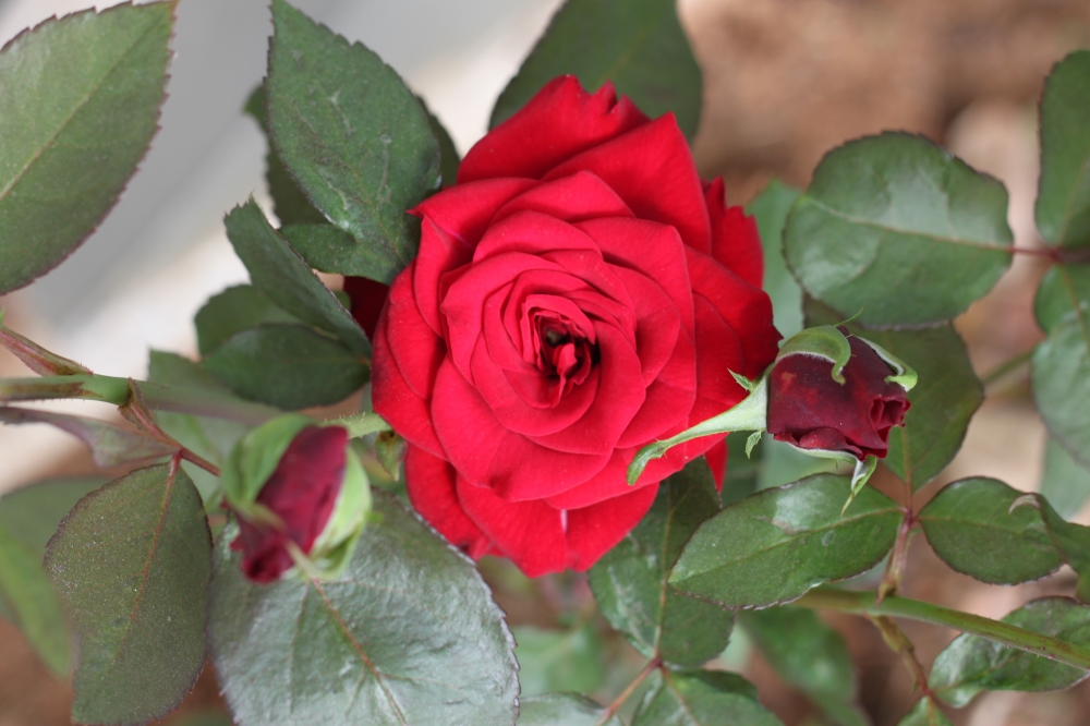 Flowers, Dark to bright opposite to humans