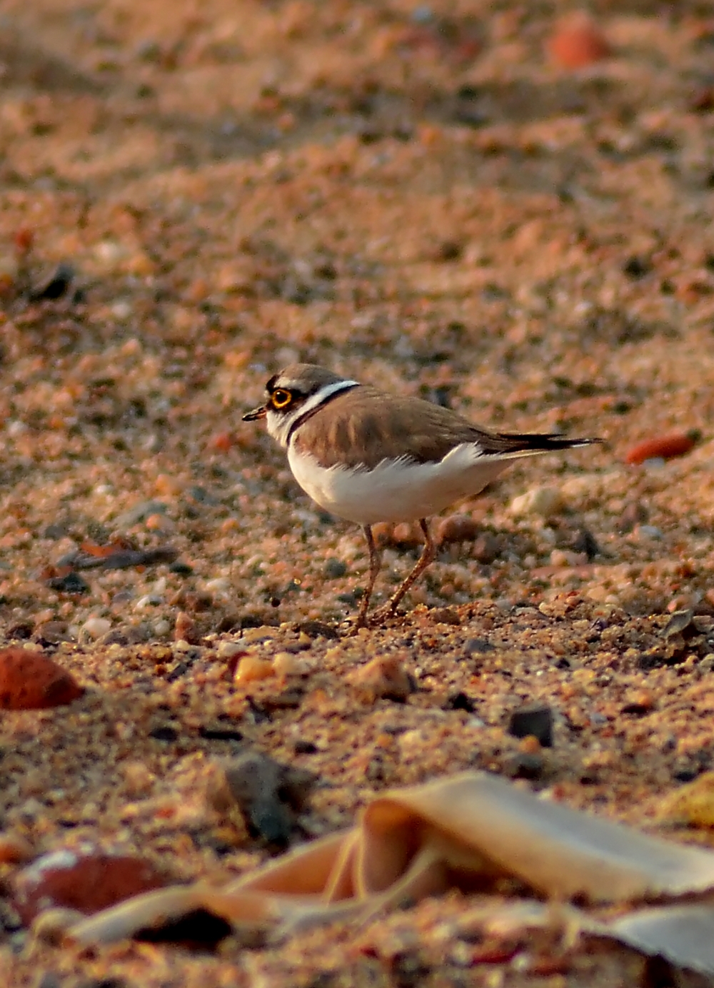 Small , #birds #wildlife, #nature #wallpaper #HD #stock #landscapes# stone, reflection,wild forest nationalpark, Bird in India, 
