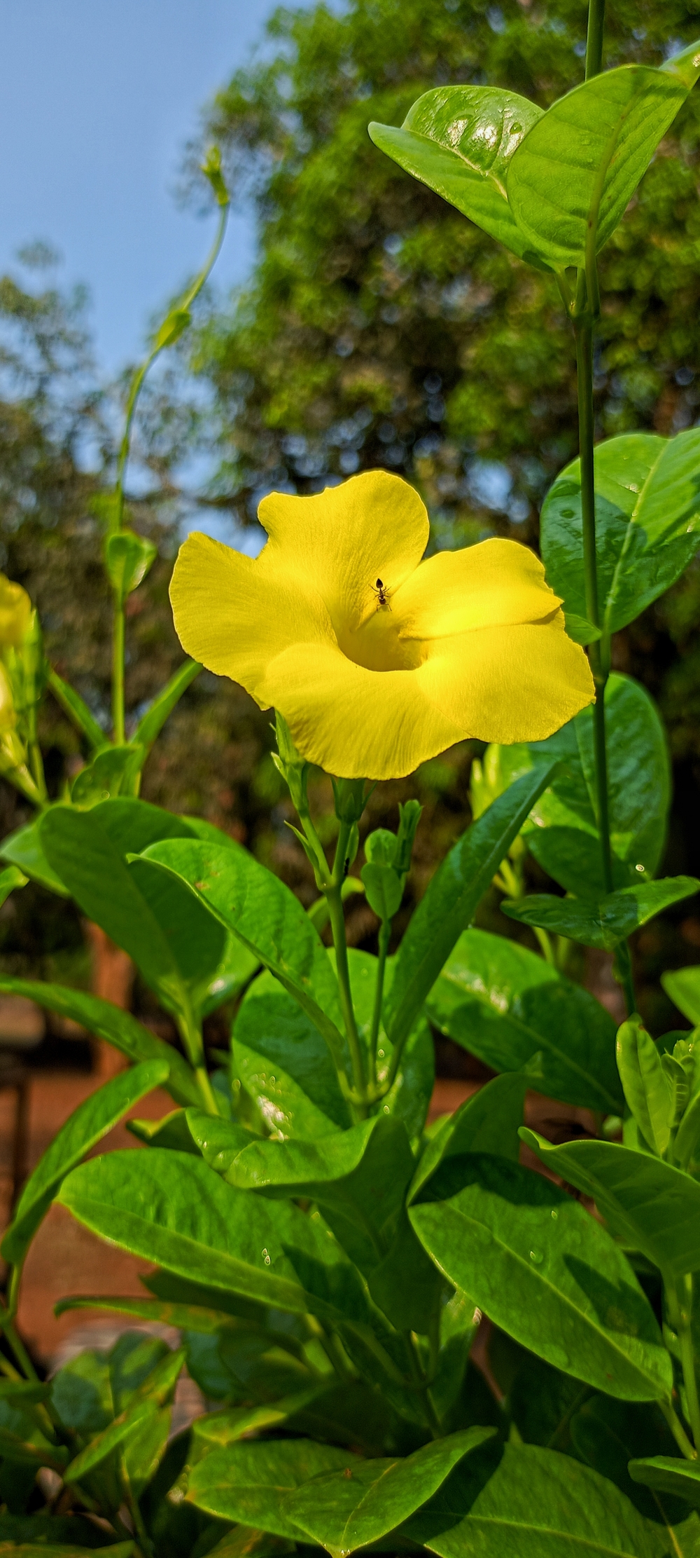 Yellow flower , #nature #photography #love #instagood #photooftheday #travel #sky #beautiful #art #naturephotography #like #landscape #sunset #photo #picoftheday #instagram #sun #beach #life #winter #sea #fun #cute #clouds #happy #naturelovers #summer #bhfyp, 