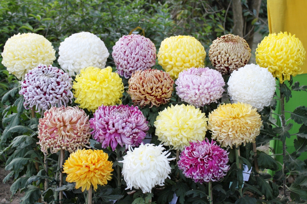 flower, Flowers, 