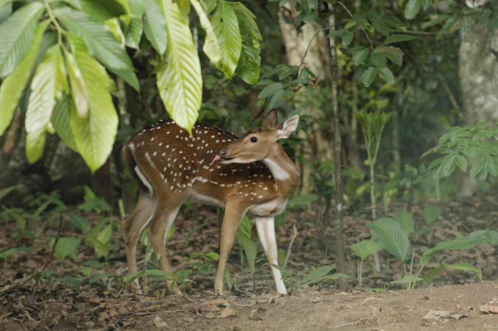 The Deer , #deer#forest#