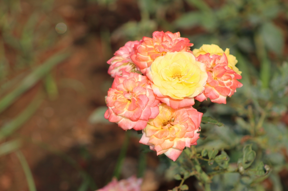 Bunch of roses, Gaurding the odd one of a family