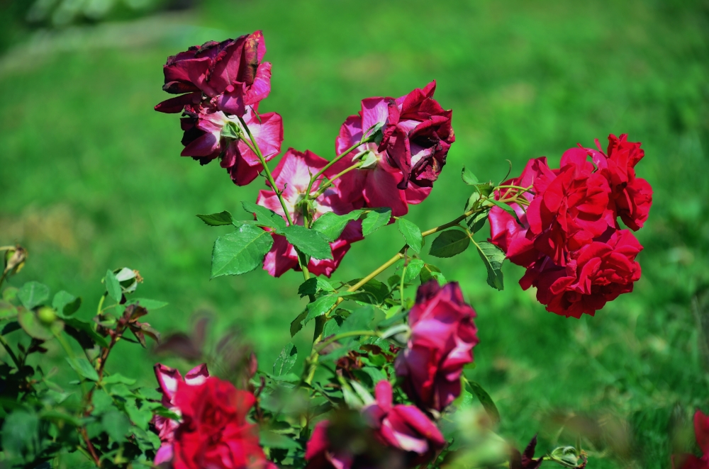 Rose flower, Flowers, 