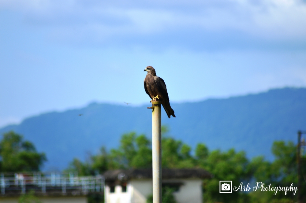 Eagle,nature,sky,relaxing,green,bird,hunting,, Bird, Nature, natural, eagle, hungry, Hunting of common tern, eagle searching for food, Sky, mountain, mountains, Bird photography, Photography, wallpaper, 