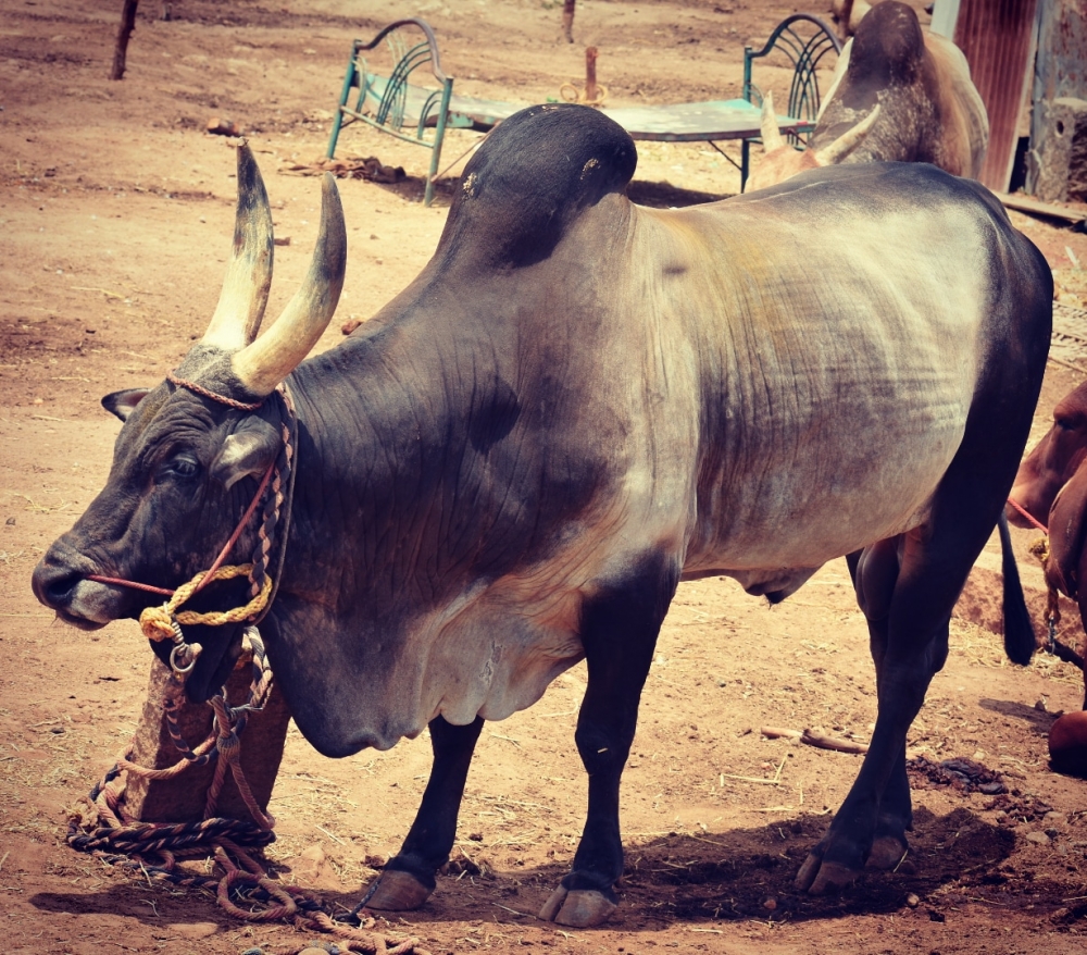 Aggressive bull, #animals#photooftheday#ameteur photography, 