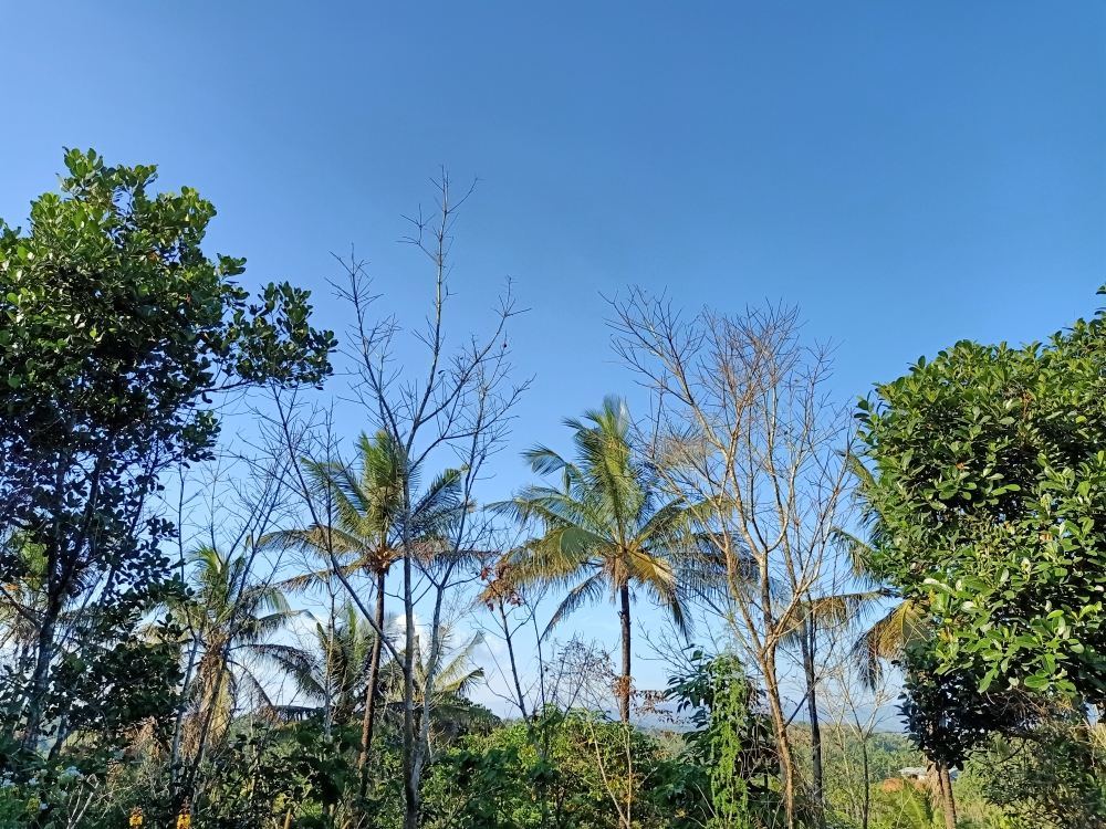Nature,trees,Kerala,sky,blue,blue sky,, Nature, landscape, blue, Blue sky, Sky, natural, Trees, Tree, Green Field, Green, greenery, greens, Coconut, cocunut tree, cocunut leaf, wallpaper, branches, branch, smallbranch, Jungle flower, JUNGEL, Afternoon, 