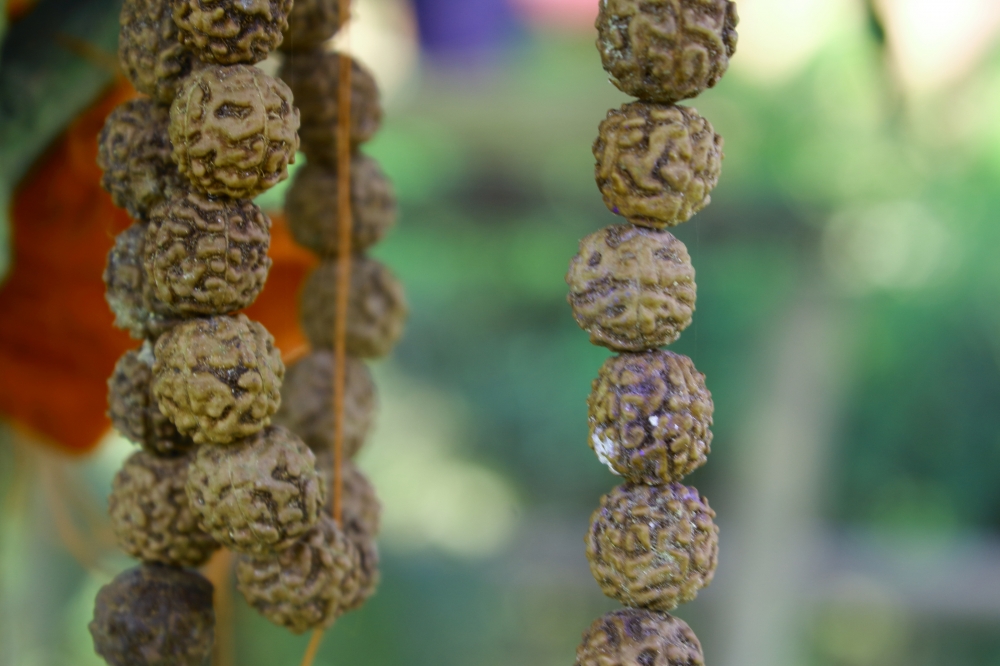 rudraksh ki maala, rufraksh,maala,religion,,tree,