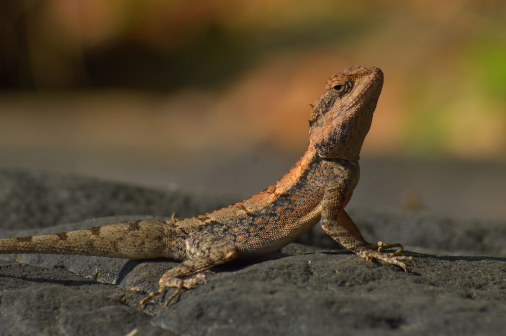 lizard , #wildlife #animal #chhatishgarh #lizards 