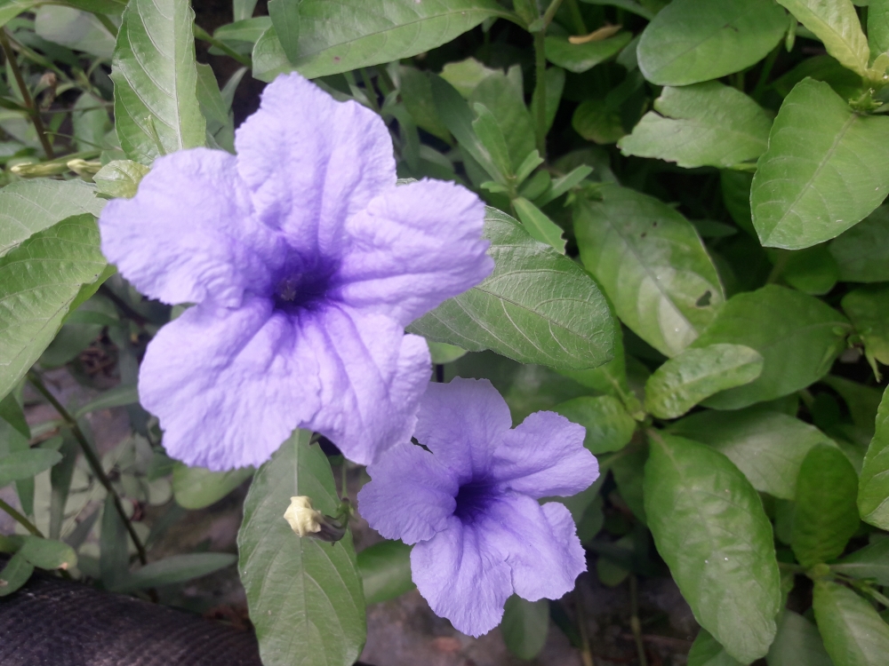 FLOWERS , Looking nice 