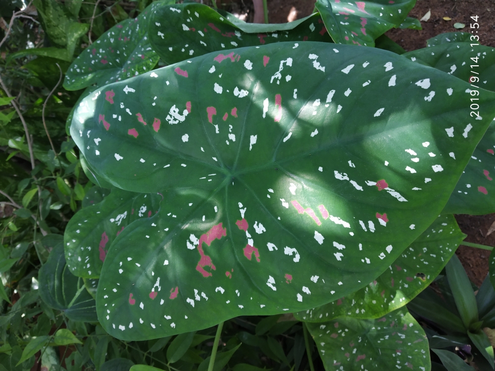 Green leaf with dot, Green leaf crotens, big leaf, Leaf, 