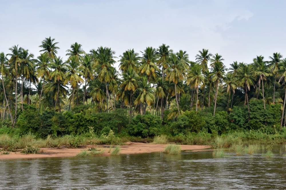 South indian coconut trees, South, Indian, Coconut, Trees, River