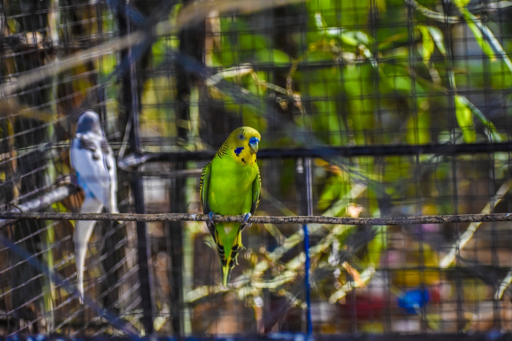 Love Birds - Green, love bird, green bird