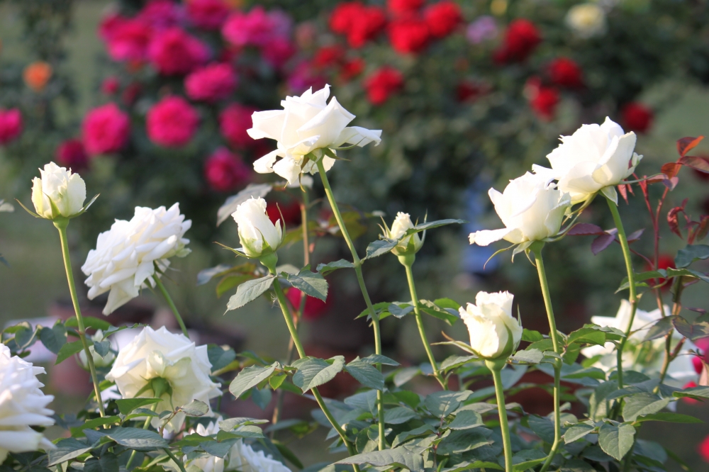 Rose flower, rose flower, 