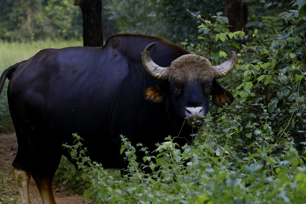 Indian Gaur, intothewild, beautifulnature, wildlife, wildlifephotography, mammal, gaur