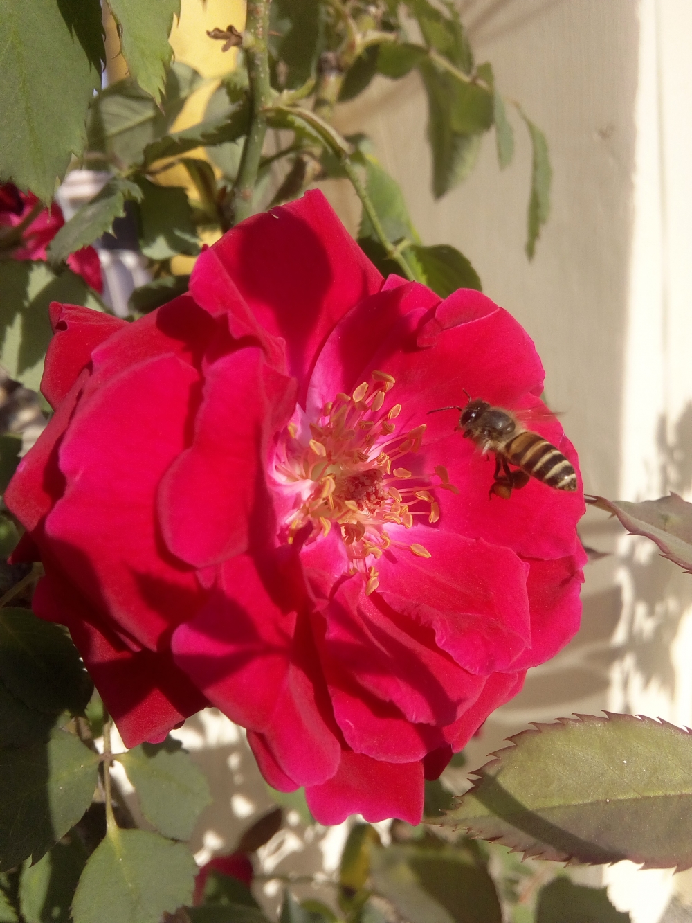 Natural Pose, #flower #rose #natural #beautiful #mobile_photography, 