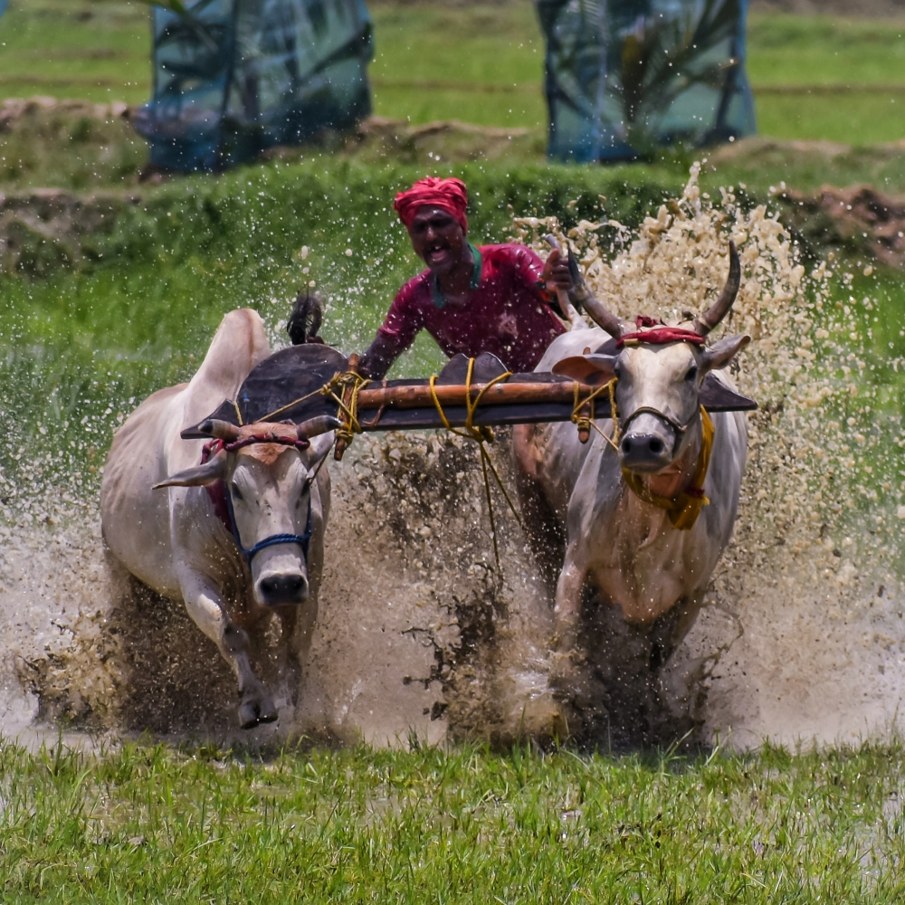 When humans are the best, the contribution of undesirable animals, travelling, landscape, movement, 