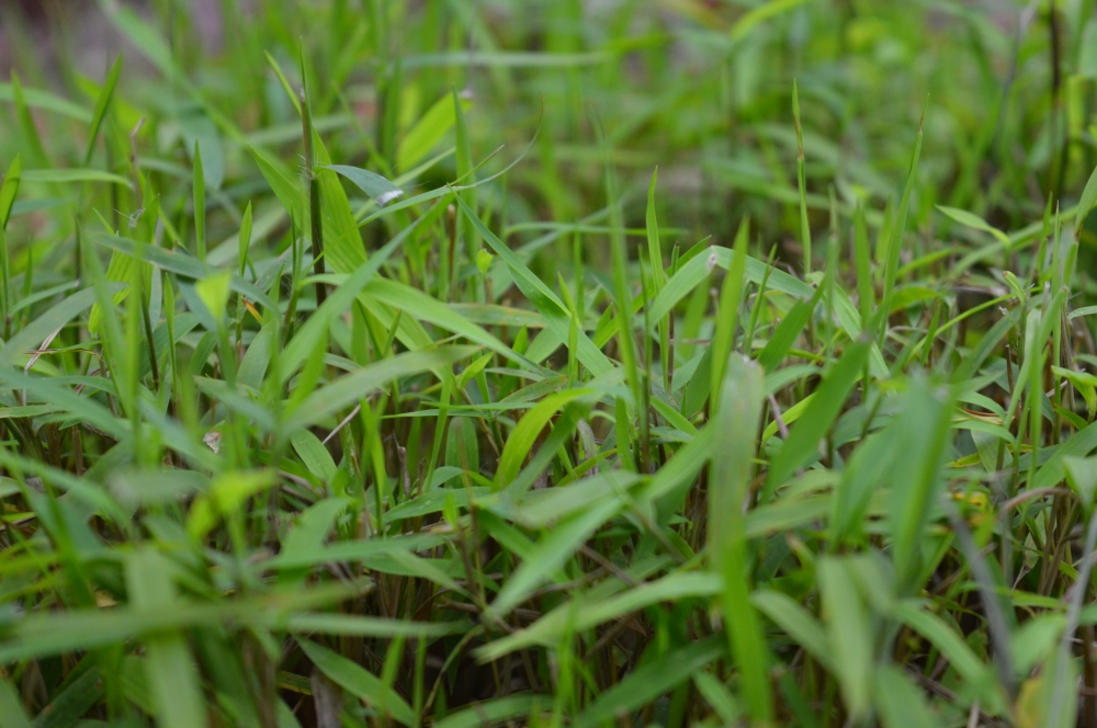 Green Grass, Grass, 