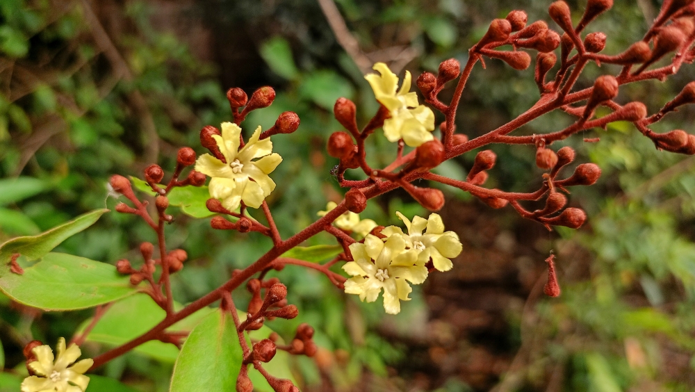 Erycibe paniculata Wild flowers , Erycibe paniculata, Wild flowers, hdclicks, flower, bastar, Nature background wallpaper hdclicks fullHD landscape limestonecaves wild bastar chhatishgarh kangervalleynationalpark kvnp, wildlife HD wallpaper background picture wild animals Nature Photography tree spoteddave indianbird bastar munnabaghelphotography potooftheday Dave nationalpark kvnp forest jungle kangervalleynationalpark jagdalpur awesome birdphotography photosofbird nature gochhatishgarh chhatishgarh photo, summer tirathgarh waterfall waterfalls indianwaterfall  nationalpark kangervalleynationalpark Raipur CG forest HD wallpaper view kangervalley tirathgarh waterfall waterfalls jungle Bastar Chhattisgarh photosoftheday photo gallery wallpaper view kangervalley instapicture instagood viralpic, #nature #photography #love #instagood #photooftheday #travel #sky #beautiful #art #naturephotography #like #landscape #sunset #photo #picoftheday #instagram #sun #beach #life #winter #sea #fun #cute #clouds #happy #naturelovers #summer #bhfyp, 