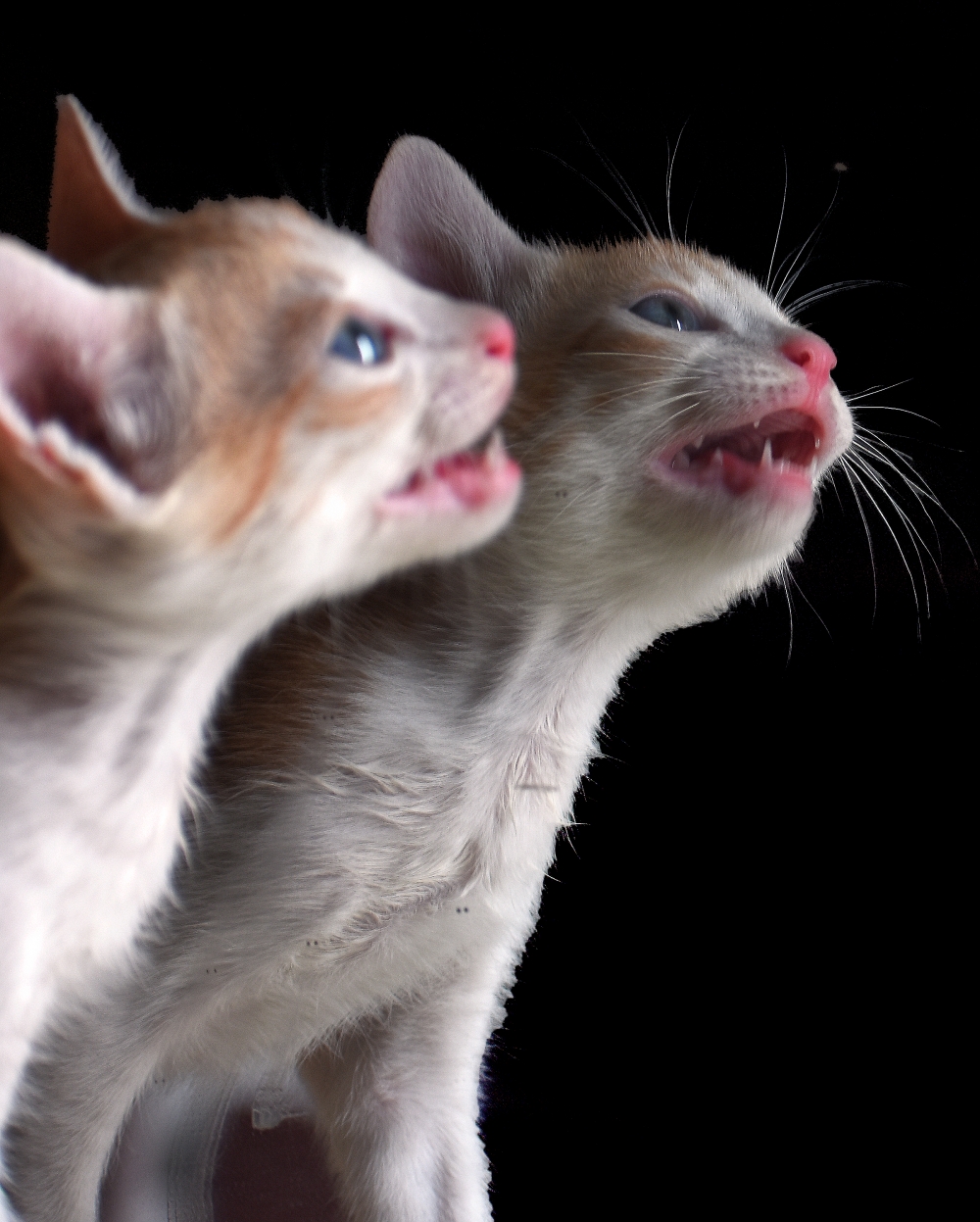 Aggressive cat, Cat lover, 