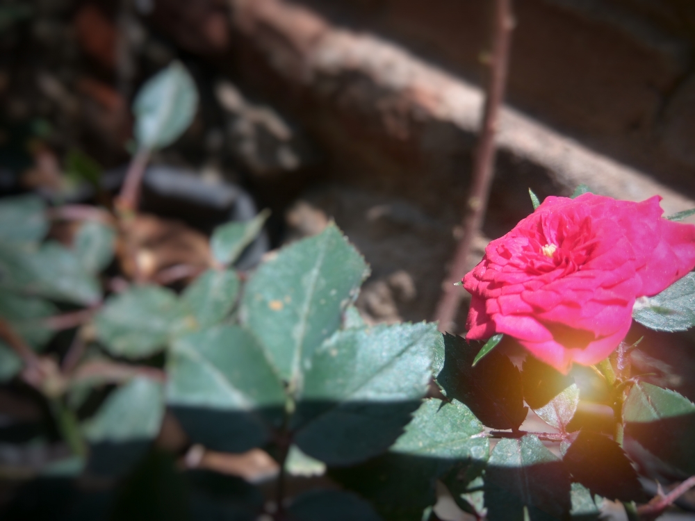 Rose , rose flower, 